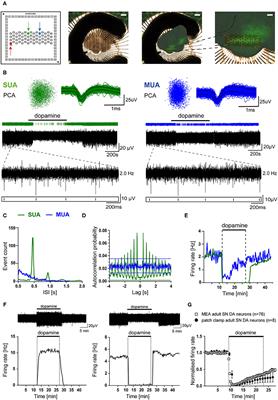 Multi-Electrode Array Analysis Identifies Complex Dopamine Responses and Glucose Sensing Properties of Substantia Nigra Neurons in Mouse Brain Slices